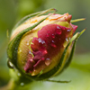 Rose bud