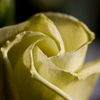 Yellow rose