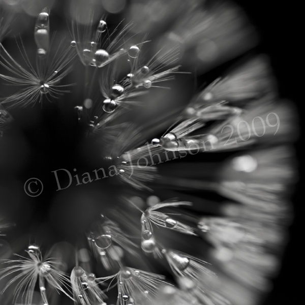 Dandilion