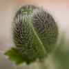 Poppy bud