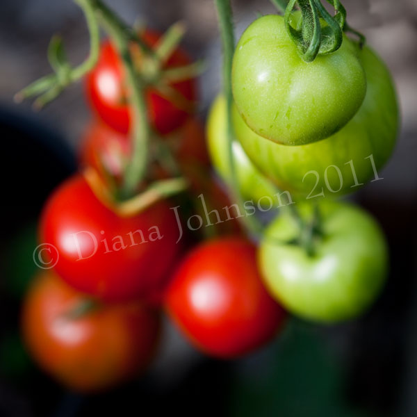 Ripening tomatoes on the vine