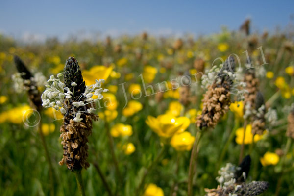 Wildflower meadow, Scarborough