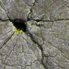 Section of tree stump