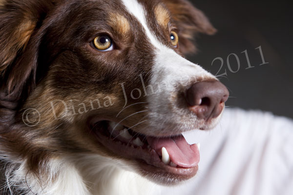 Red Tricolour Border Collie