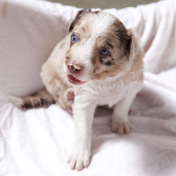red tricolor border collie puppy