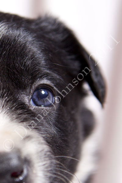 Close up Boreder Collie puppy