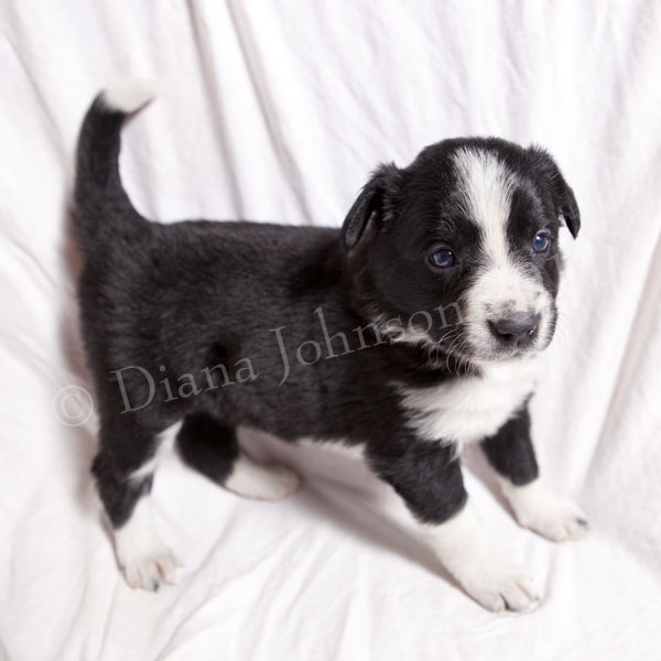black and white border collie puppy