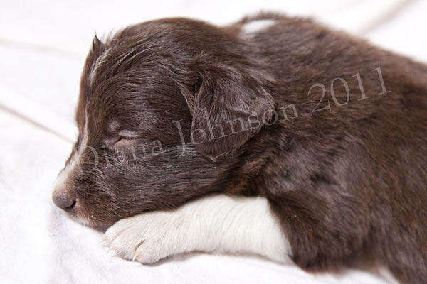 red and white border collie puppy