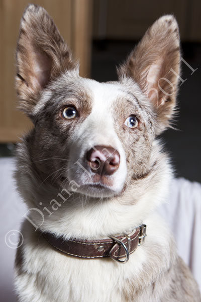 Red Tricolour Border Collie