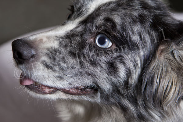 Blue tricolor border collie