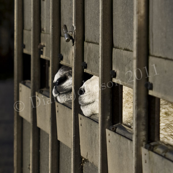 Sheep in trailer