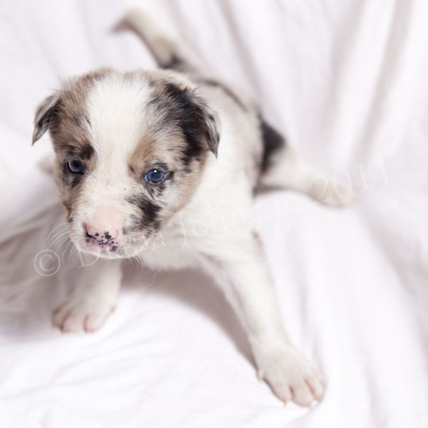 tricolor border collie puppy