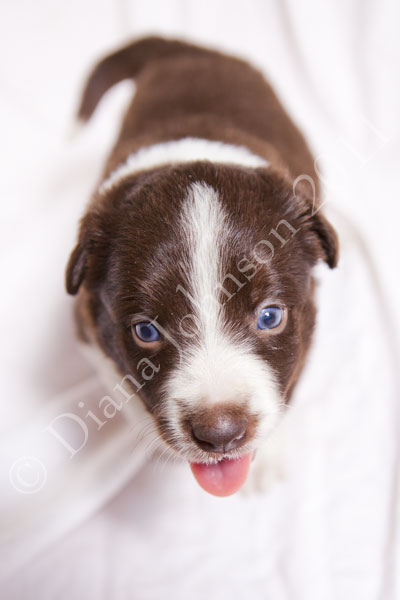 merle border collie pup with tongue out