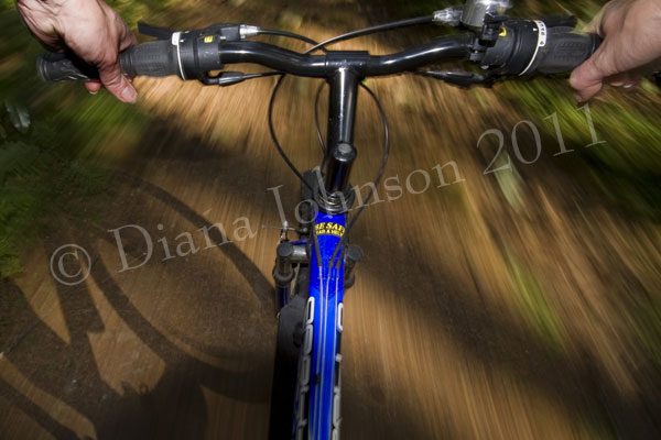 Into the woods on mountain bike